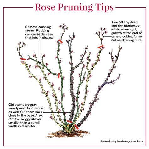 Make the pruning cut at a 45 degree angle, the same angle as the bud, about a 1/4-inch above an outward-facing bud. The bud left below will grow outward and increase air circulation. The center of the stem is called pith. You want to prune back to see a white center. If the center is discolored, prune back further.